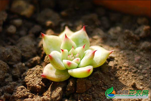 种植多肉应注意哪些问题？