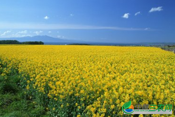 油菜怎么安全过冬呢?