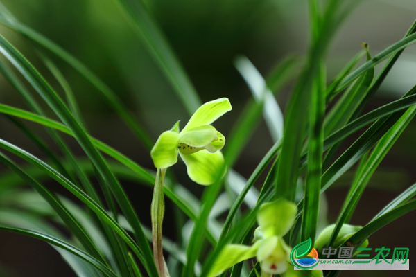 种植兰花的光照该怎么控制？