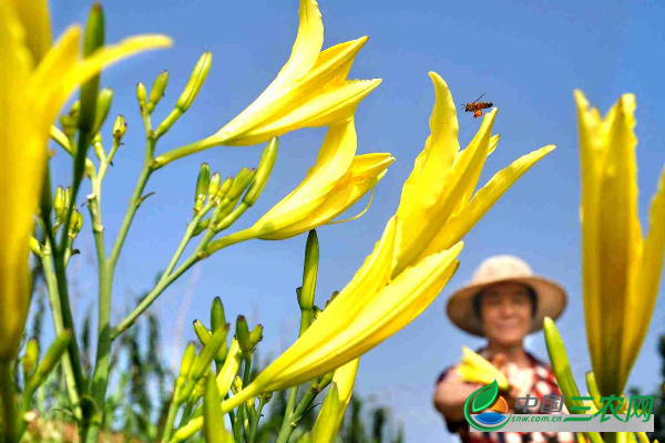 黄花菜种植的方法有哪些？