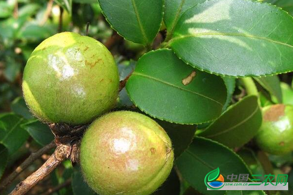  种植油茶如何科学整地？