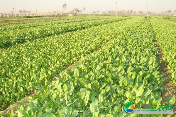 冬季菠菜种植需要注意哪些问题？