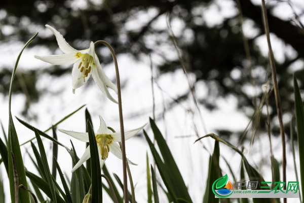 水仙百合花的种植方法有哪些？