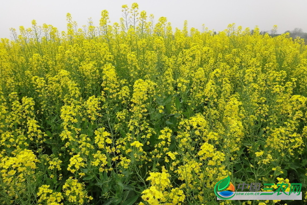 小雪前后油菜的田间管理要点有哪些？