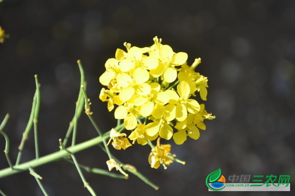 油菜早薹早花预防及补救措施有哪些？